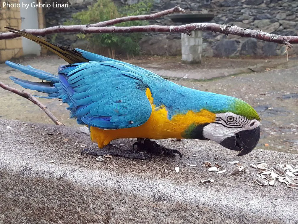 Beautiful blue macaw at Vogelburg Weilrod in Germany