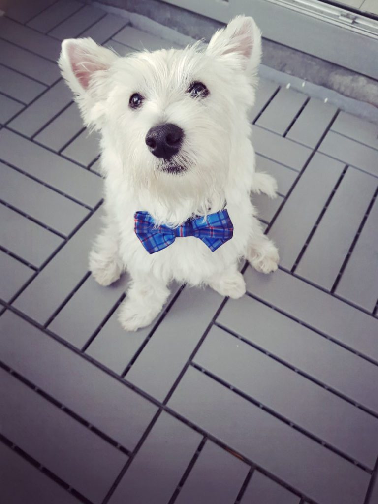 west highland white terrier puppy