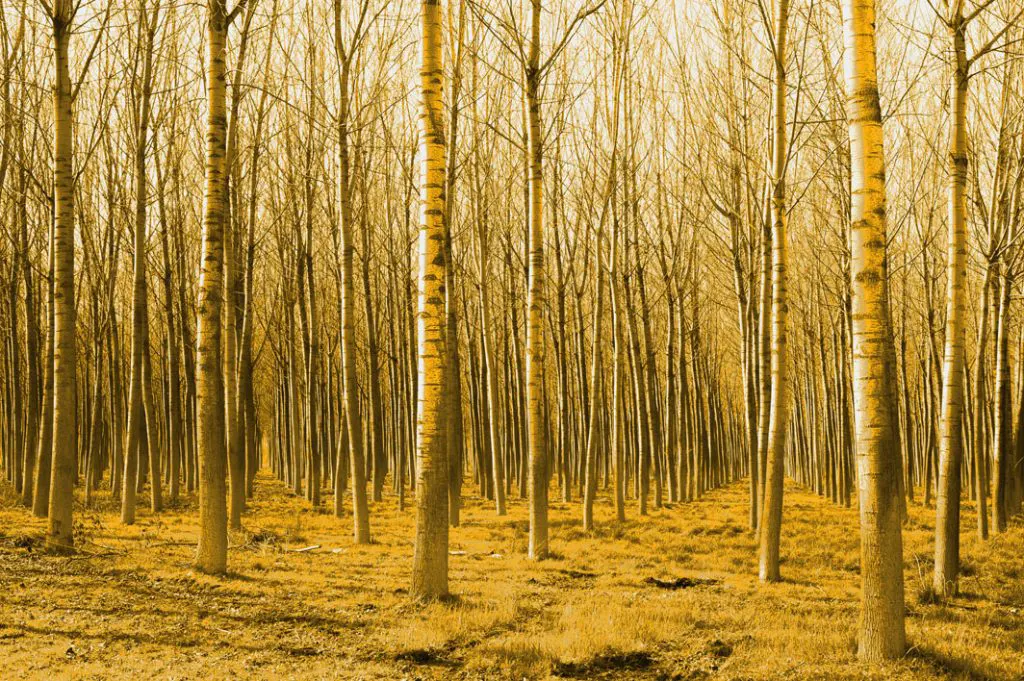 nature photo forest in terzo di aquileia