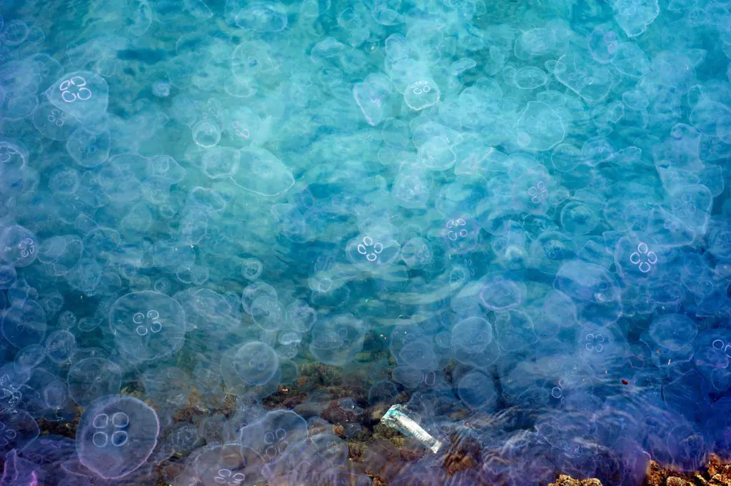 jellyfish in molo audace, trieste