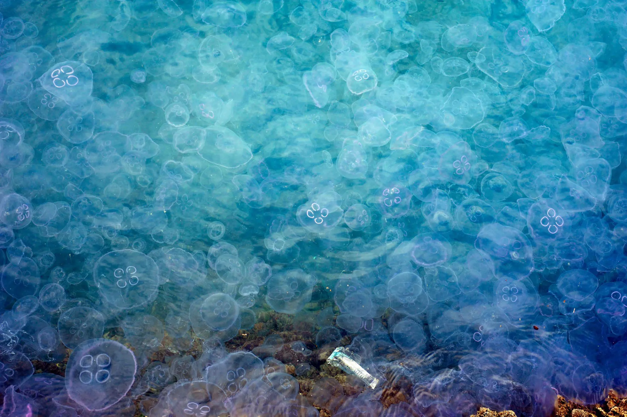 jellyfish in molo audace, trieste